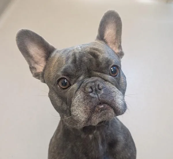 Navi