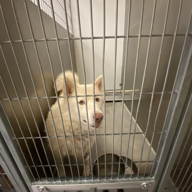 A young medium-sized female American Eskimo Dog dog named A for adoption in Modesto, CA