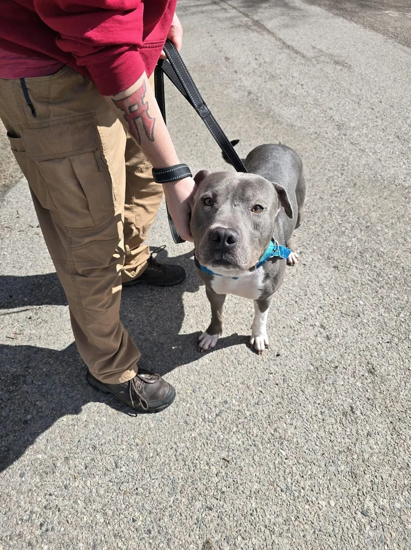An adult large-sized male American Bully dog named Louie for adoption in Attleboro, MA