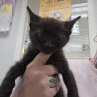 A baby small-sized male Domestic Short Hair cat named Purrcules for adoption in Easton, MD