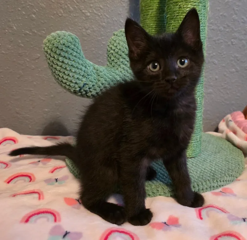A baby small-sized female Domestic Short Hair cat named Dragon for adoption in Stillwater, OK
