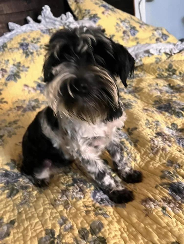 Gigi