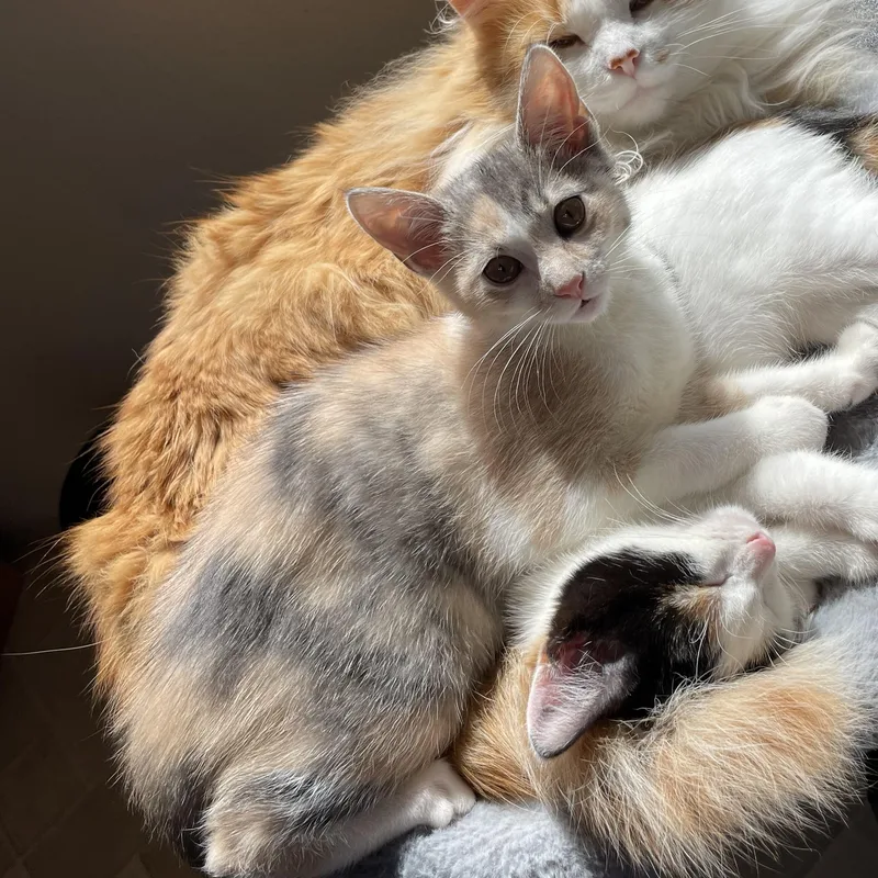 A baby medium-sized female Dilute Calico Domestic Short Hair cat named Helen for adoption in Renton , WA