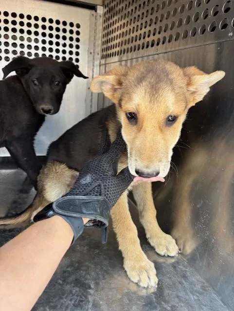 A baby large-sized male German Shepherd Dog dog named Mozzarella for adoption in Phoenix, AZ