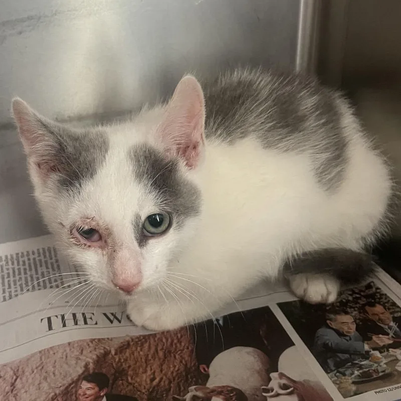 A baby small-sized male White Domestic Short Hair cat named Henry for adoption in Marshall, VA