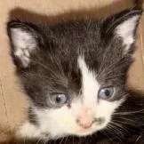 Felix