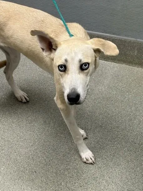 A young large-sized female Labrador Retriever dog named Blondie for adoption in Las Vegas, NV