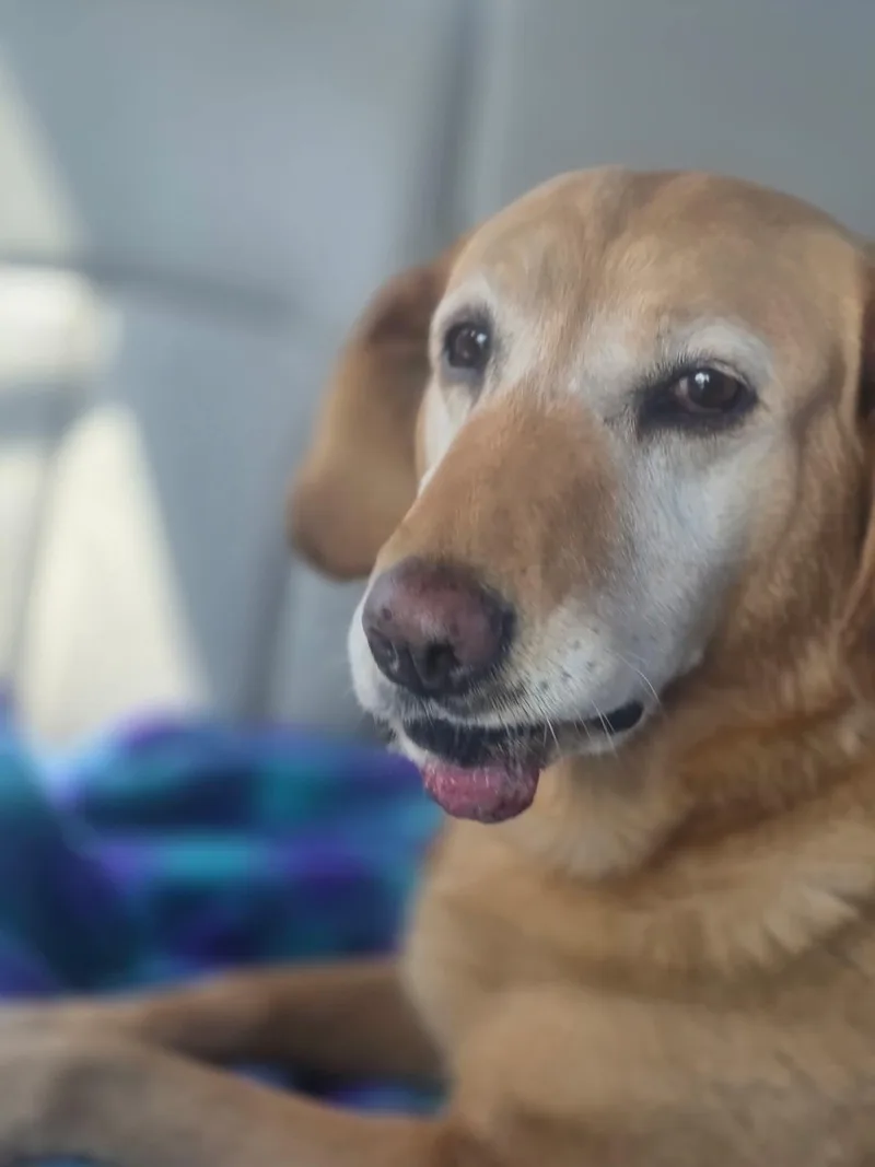 A senior large-sized female Yellow / Tan / Blond / Fawn Yellow Labrador Retriever dog named Layla for adoption in Arlee, MT