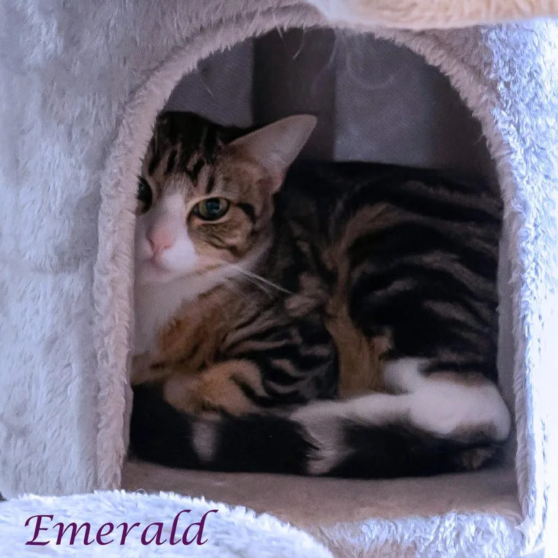 An adult medium-sized female Brown / Chocolate Domestic Short Hair cat named Emerald C for adoption in Lebanon, TN