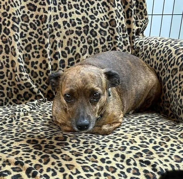 An adult small-sized female Chihuahua dog named Maggie Mae for adoption in Manchester, TN
