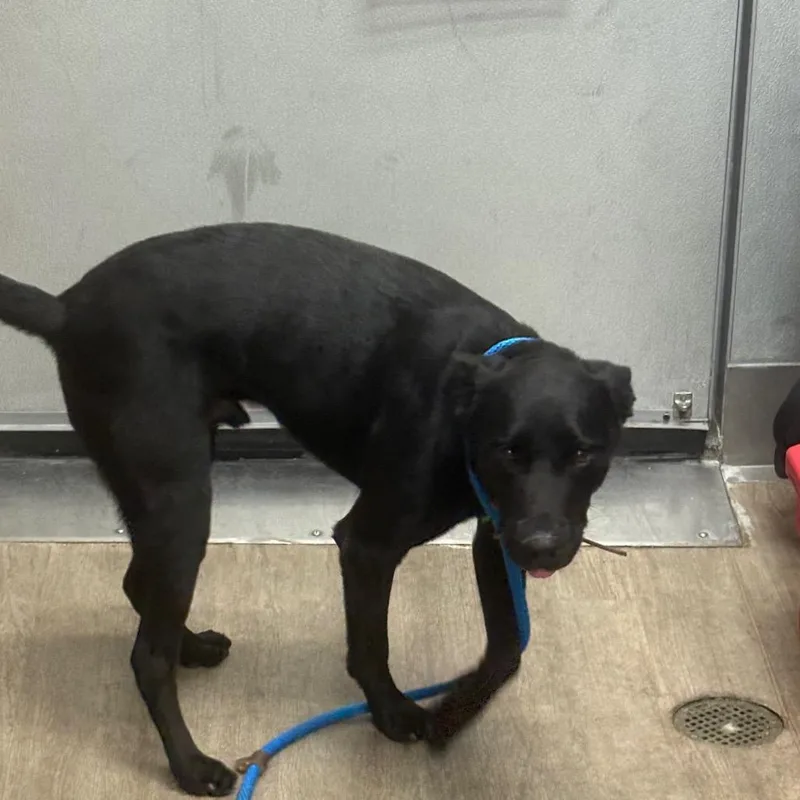 An adult large-sized male Black Labrador Retriever dog named Max for adoption in Los Angeles, CA