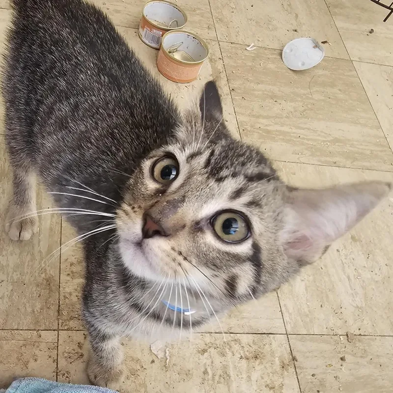 A young small-sized male Brown / Chocolate Domestic Short Hair cat named Ritz for adoption in Melrose, FL