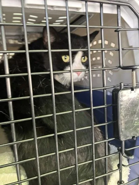 A senior large-sized male Domestic Short Hair cat named Jack for adoption in Troutdale, OR