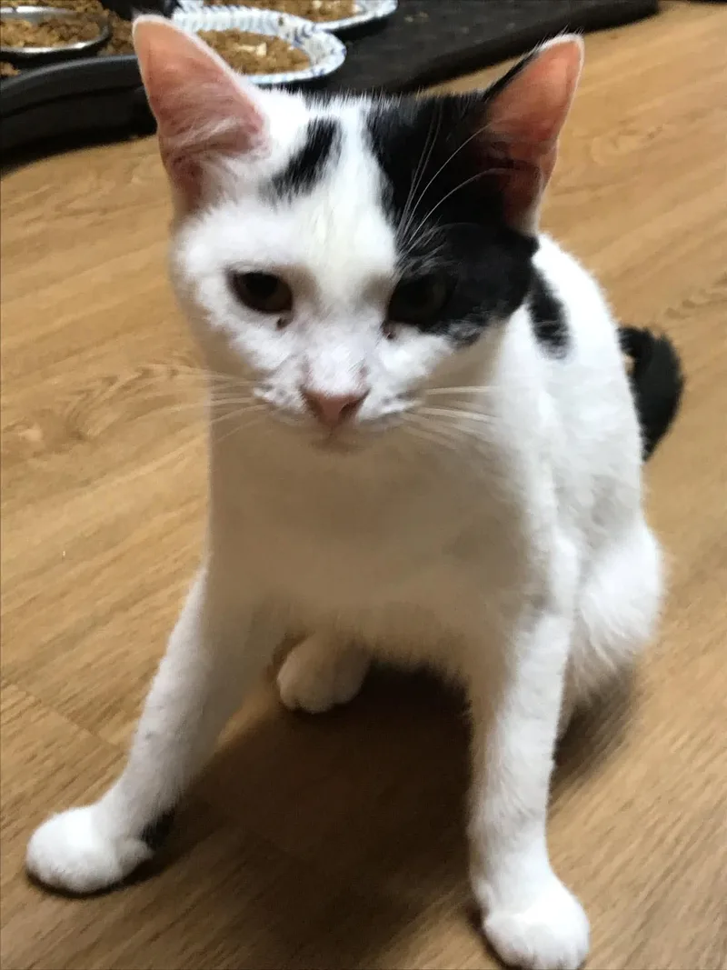 A baby medium-sized female Black & White / Tuxedo Domestic Short Hair cat named Sis for adoption in Marion, IN