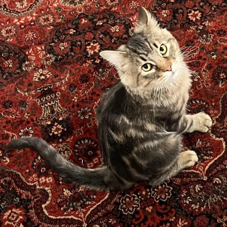 An adult small-sized male Domestic Medium Hair cat named Buzz for adoption in St. Louis, MO