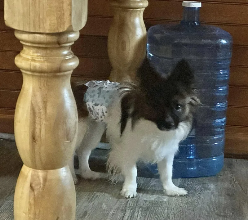 A young small-sized male Papillon dog named Buddy for adoption in Rogersville, TN