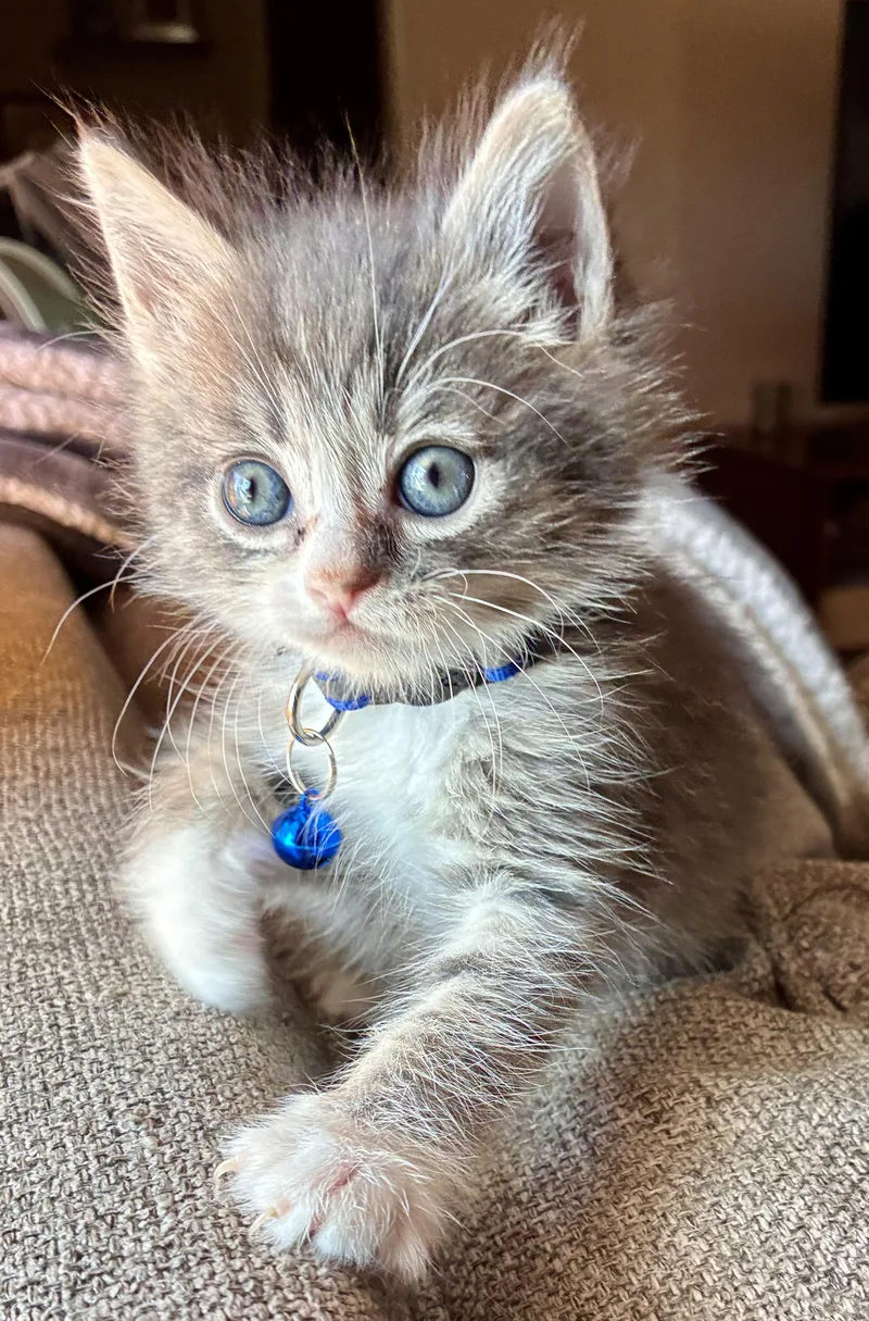 A baby small-sized male Domestic Long Hair cat named Bluey for adoption in Long Beach, CA