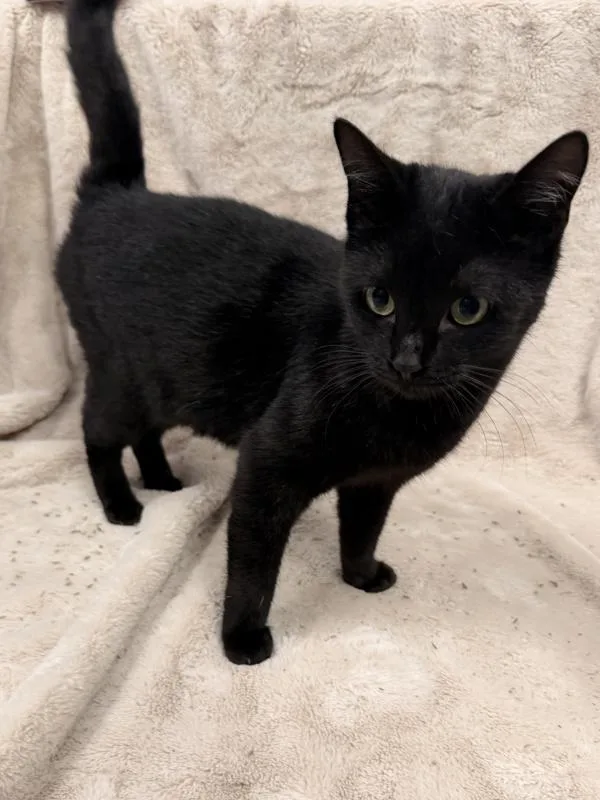 A young small-sized female Domestic Short Hair cat named Matilda for adoption in Morristown, TN