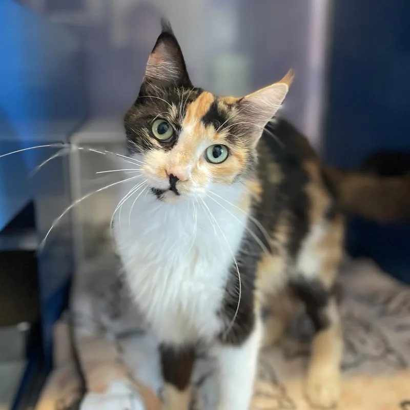 A young medium-sized female Calico Domestic Medium Hair cat named Merch for adoption in Los Angeles, CA