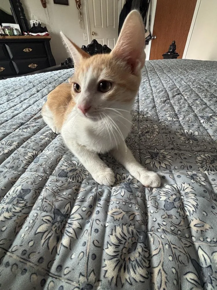 A baby small-sized male Orange & White Domestic Short Hair cat named Leo for adoption in Salisbury, NC