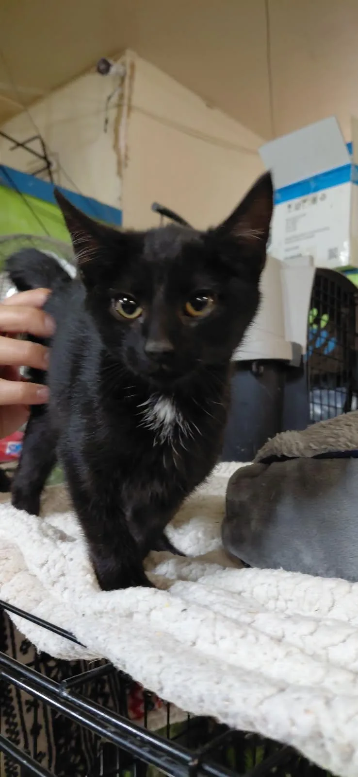 A young medium-sized female Domestic Short Hair cat named Cali for adoption in Billings, MT