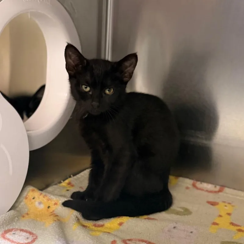 A baby small-sized male Black Domestic Short Hair cat named Dunn for adoption in Newark, NJ