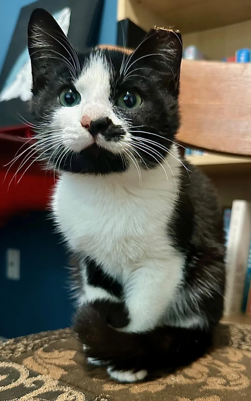 A baby small-sized male Black & White / Tuxedo Domestic Short Hair cat named Louie for adoption in Pendleton, OR