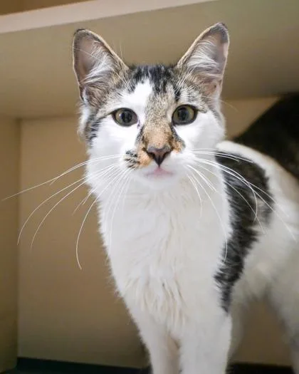 An adult large-sized male Domestic Short Hair cat named Spell Book for adoption in Chamblee, GA