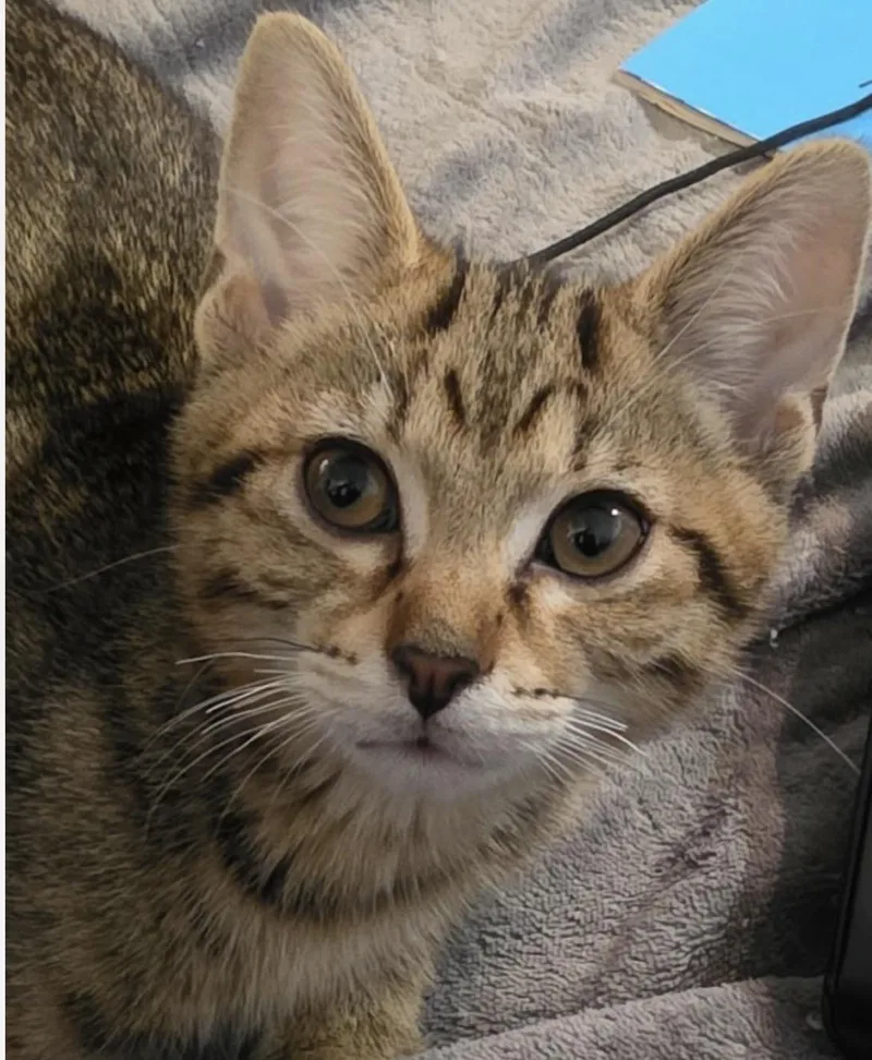 A baby small-sized male Tabby (Buff / Tan / Fawn) Domestic Short Hair cat named Forge for adoption in Maineville, OH