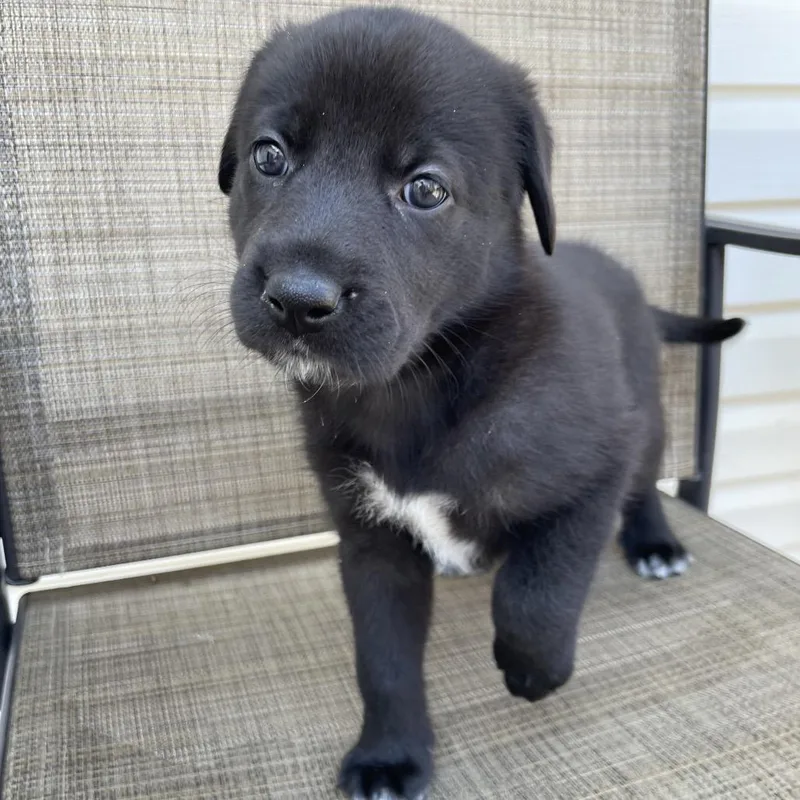 A baby large-sized female Black Shepherd dog named Lindsey for adoption in Jarrettsville, MD