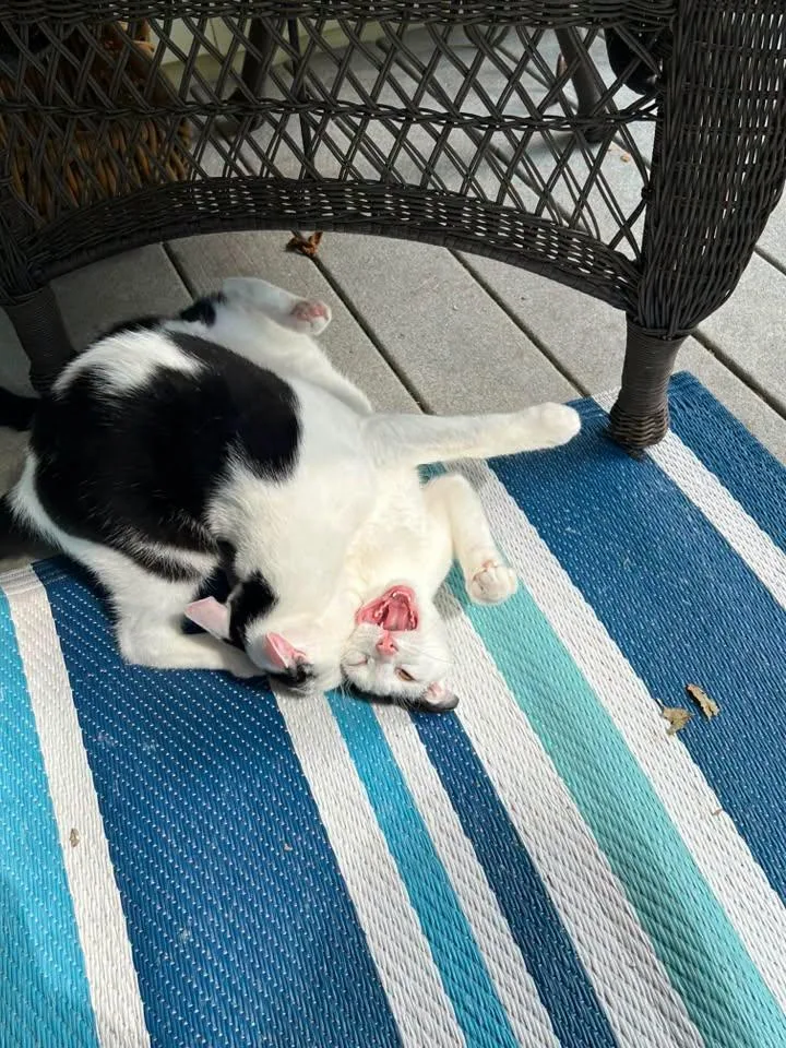 A young medium-sized male White Domestic Short Hair cat named Cotton Ball for adoption in Dellslow, WV