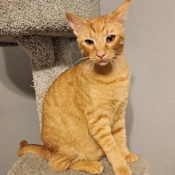 Maroilles Aka Maro thumbnail 3