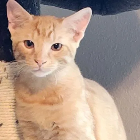 Maroilles Aka Maro thumbnail 4