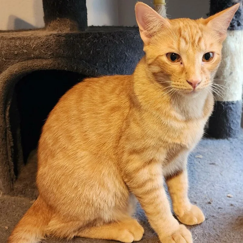 Maroilles Aka Maro thumbnail 5