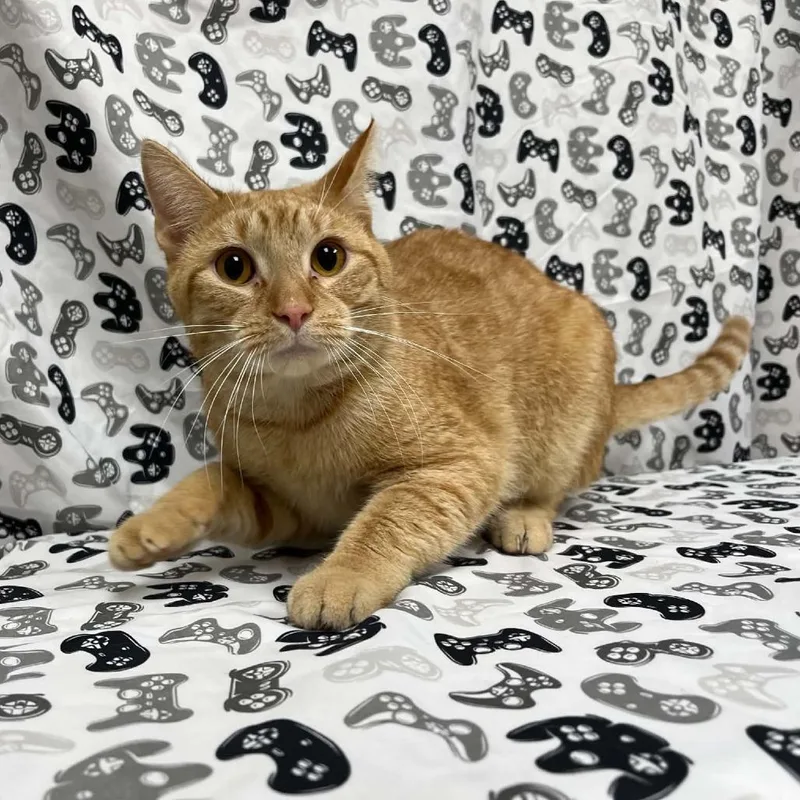 A young medium-sized male Orange / Red Domestic Short Hair cat named Tedrick for adoption in Verona, VA