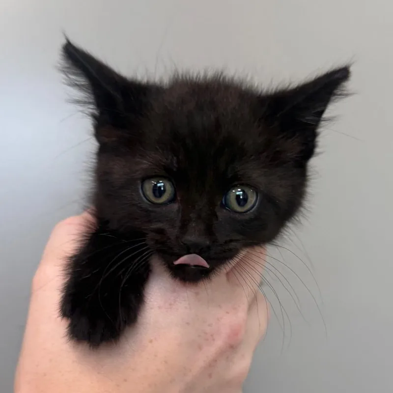A baby small-sized male Black Domestic Short Hair cat named Waylon for adoption in Sand Springs, OK