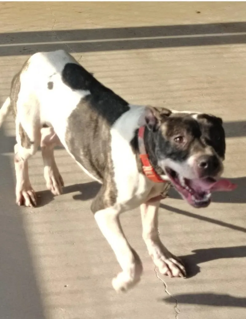 A young medium-sized female Boxer dog named Maggie for adoption in Mexico, MO