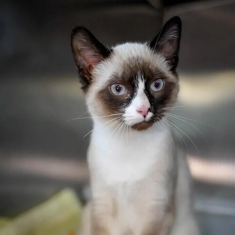 A baby medium-sized male Buff / Tan / Fawn Siamese cat named Schmoopy for adoption in Thomaston, ME