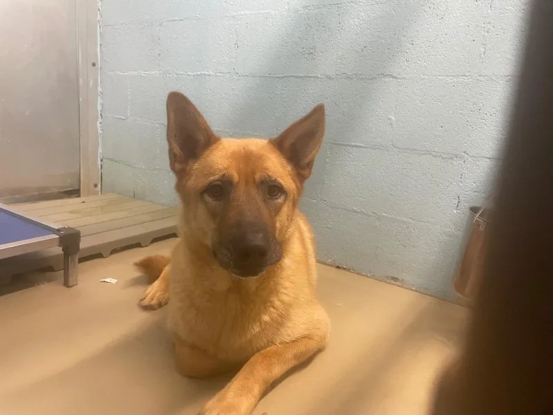 An adult large-sized male Shepherd dog named Rex for adoption in Blountville, TN
