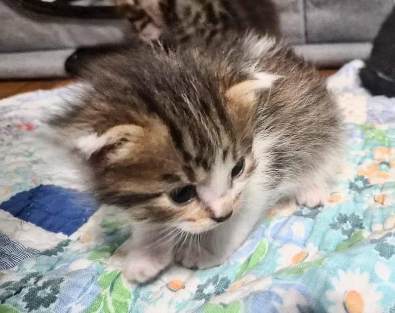 A baby small-sized male Tabby (Buff / Tan / Fawn) Domestic Short Hair cat named Cinnamon for adoption in Waverly, IA