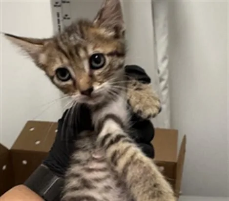 A baby small-sized female Domestic Short Hair cat named Zelda for adoption in Thousand Palms, CA