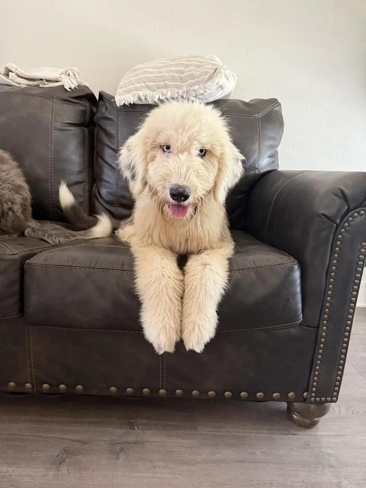 A baby medium-sized female Old English Sheepdog dog named Millie A for adoption in Silsbee, TX