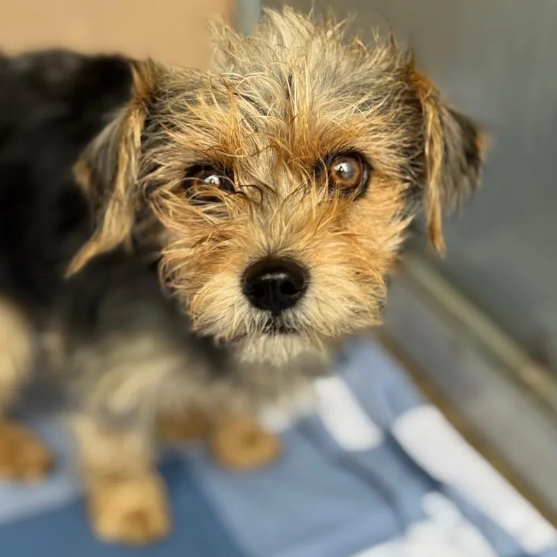 A young small-sized female Black Terrier dog named Lilly for adoption in Santa Barbara, CA