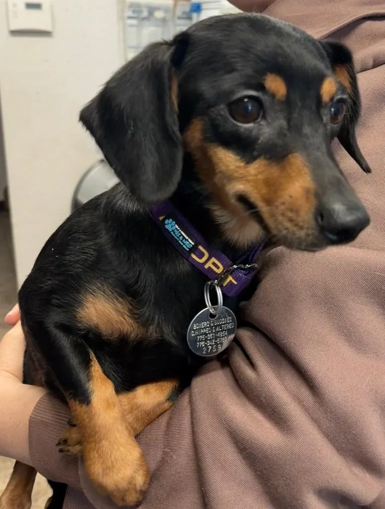 A young small-sized female Dachshund dog named Bell for adoption in Reno, NV