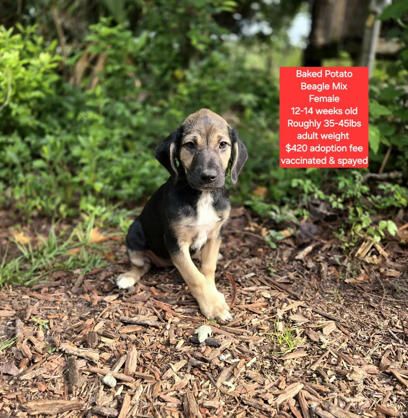 A baby medium-sized female Beagle dog named Baked Potato for adoption in Oviedo, FL