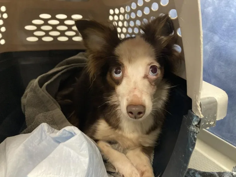 An adult small-sized female Chihuahua dog named Rickety Cricket for adoption in Loveland, CO