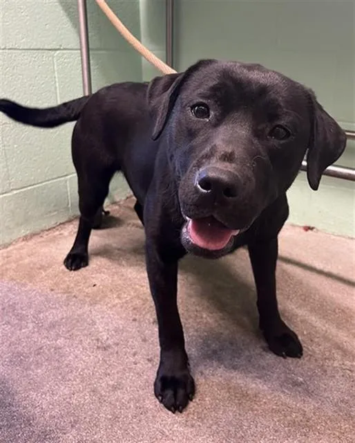 A young medium-sized female Labrador Retriever dog named Salem for adoption in Sacramento, CA