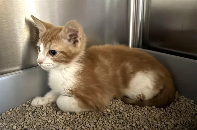 A baby small-sized female Domestic Medium Hair cat named Spring for adoption in Palo Alto, CA