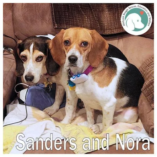 An adult medium-sized male Tricolor (Brown, Black, & White) Beagle dog named Nora And Sanders for adoption in Toledo, OH