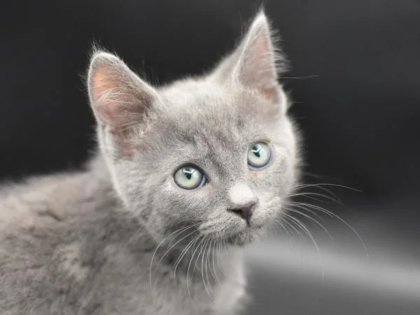 A baby small-sized male Domestic Short Hair cat named Halibut for adoption in Portland, OR